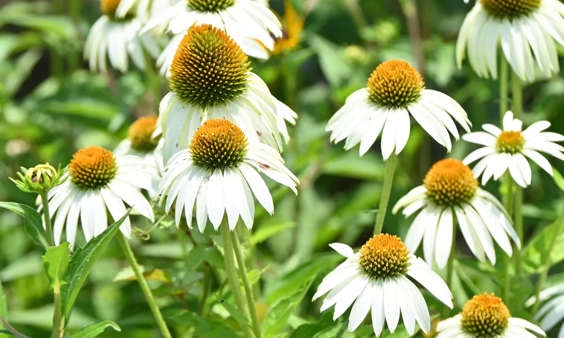 NatureNest 'Yara'-borderpakket