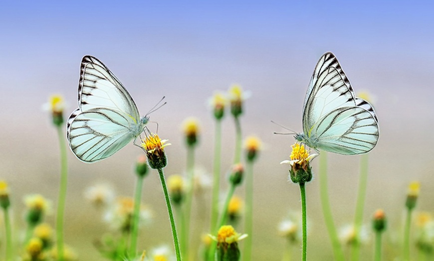Image 4: Discover Vibrant Colors w/ Dubai Butterfly Garden Pass:1, 2,/ 4 Adults