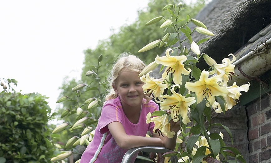 Image 5: 9- or 18-Bulb Soaring Tree Lily Collection