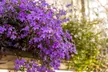 Set of Six Garden-Ready Trailing Lobelia Plants - Image 3