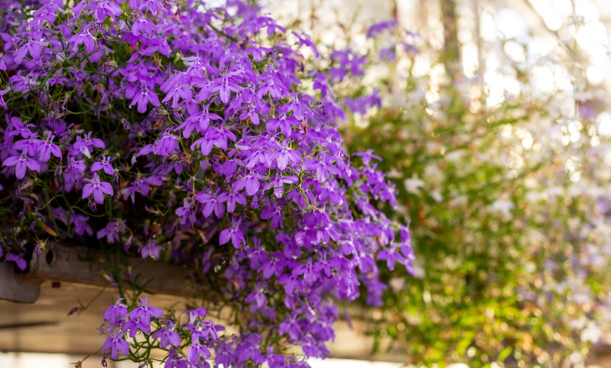 Image 3: Garden-Ready Trailing Lobelia