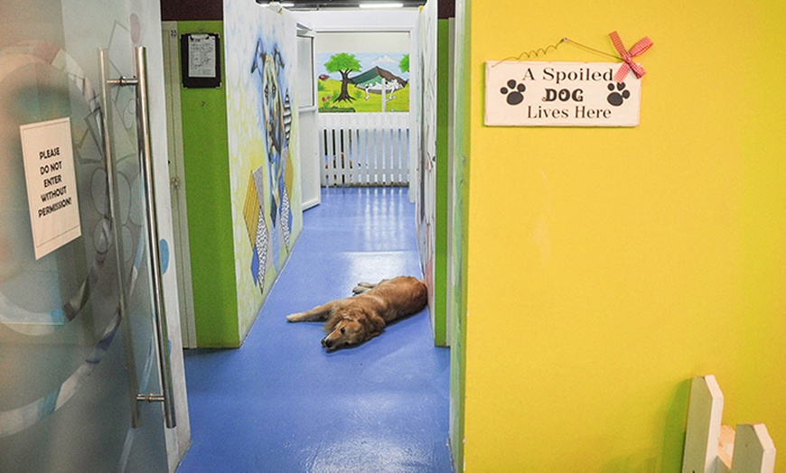 Image 4: Pet Daycare for Any Dog or Cat