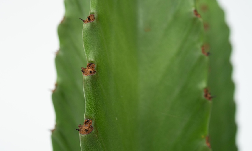 Image 2: Euphorbia Ingens 'Cowboy Cactus'