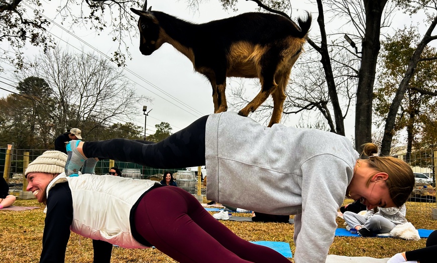 Image 1: 1 Public Session of Goat Yoga or 1-Hour Private Event-Up to 30 People