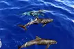 Sunset Dolphin Watch & Snorkel Cruise with Dinner and Cocktails for One Adult | Child | Infant (Up to 16% Off) - Second Medium