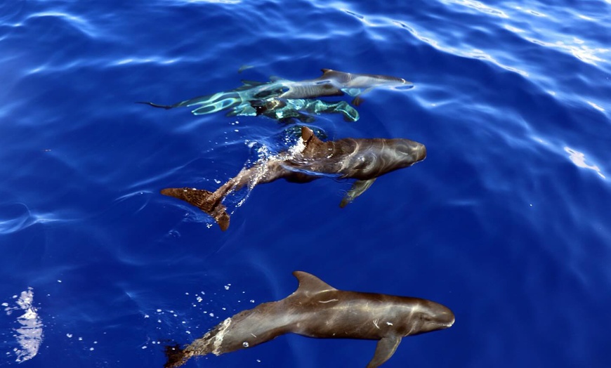 Image 5: Sunset Dolphin Watch & Snorkel Cruise with Dinner and Cocktails