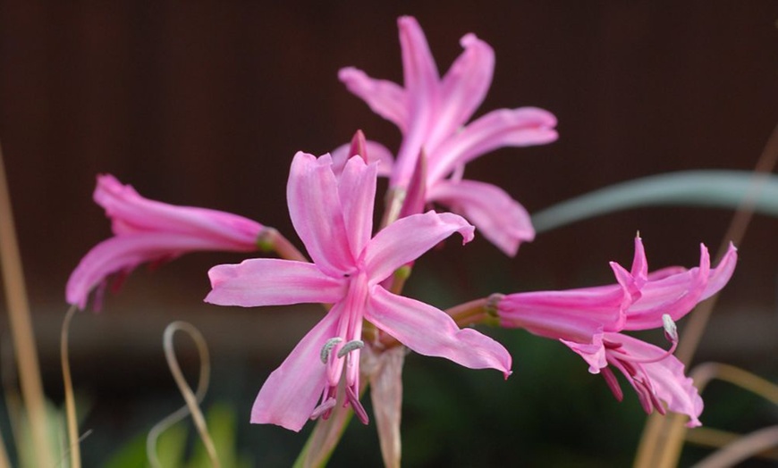 Image 4: Nerine bowedenii ‘Pink’ – 5, 10 or 20 bulbs