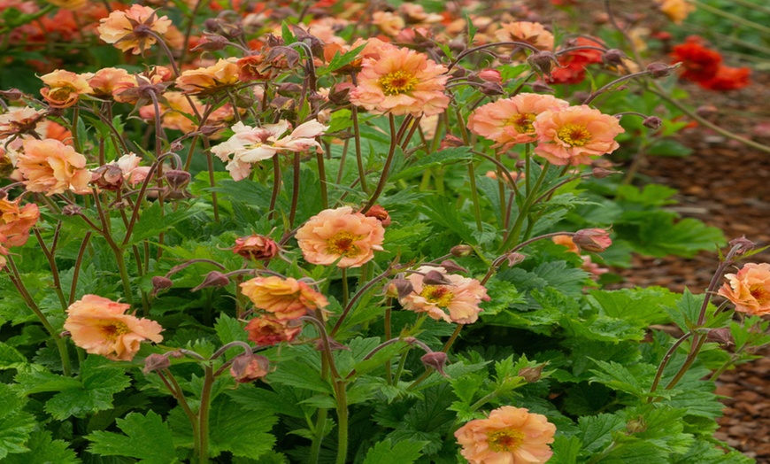 Image 2: Perennial Geum Collection - 3 or 6 Potted Plants
