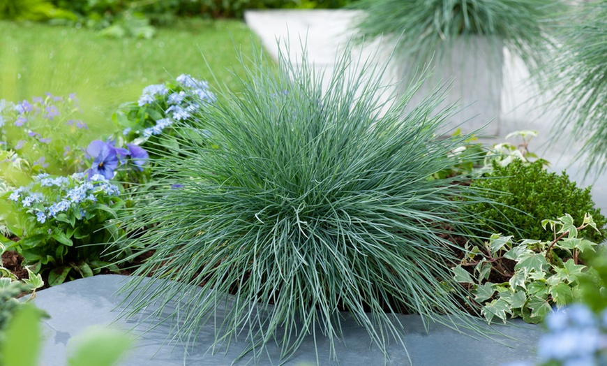 Image 4: 6 plants de fétuque bleue Festuca Glauca "Blue" 12-15 cm