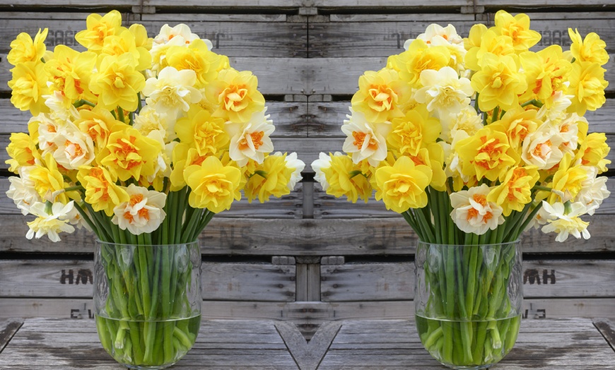 Image 1: Up to 40 Bulbs of Mixed Daffodil Double Classic Collection