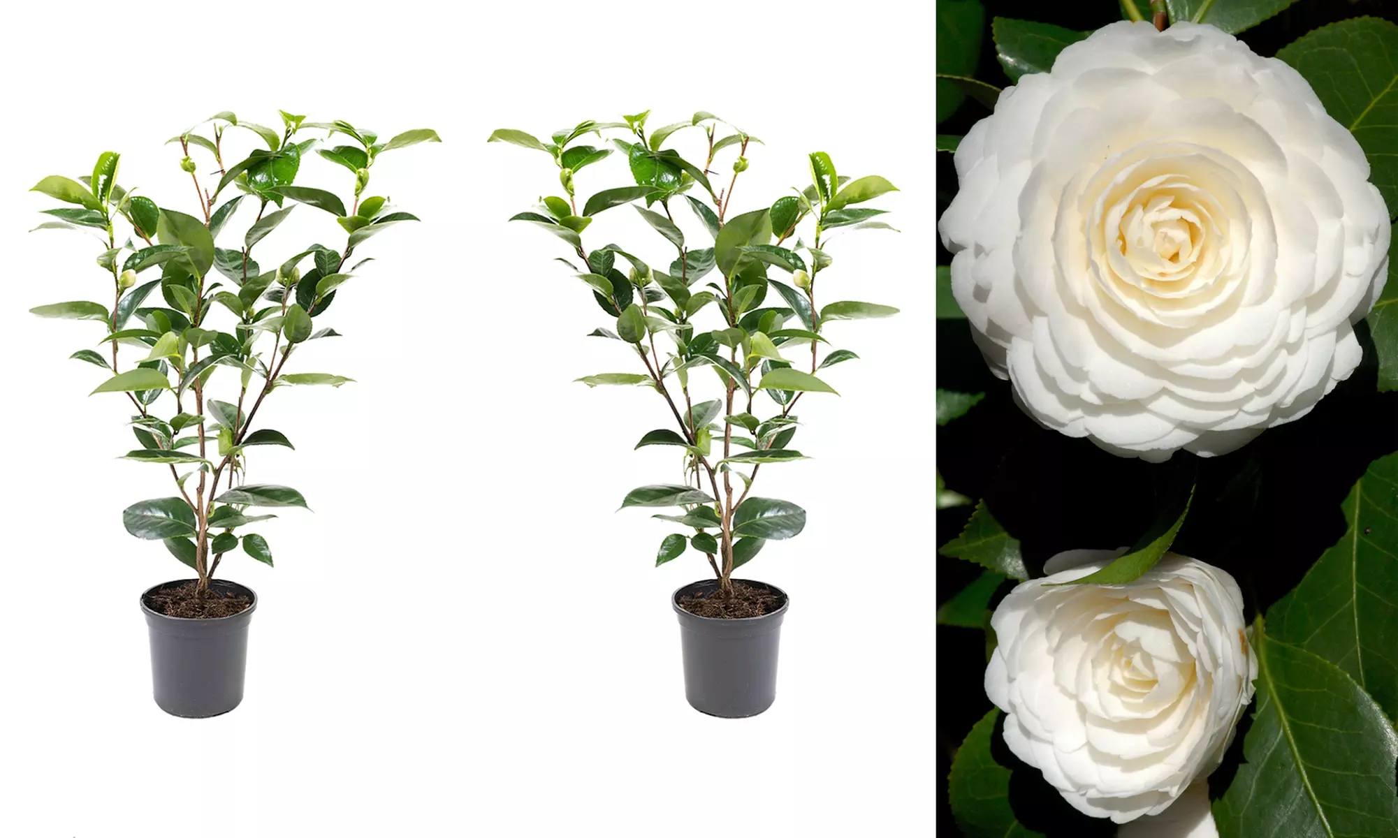 1 oder 2 japanische Rosen-Sträucher "Camellia japonica" XL