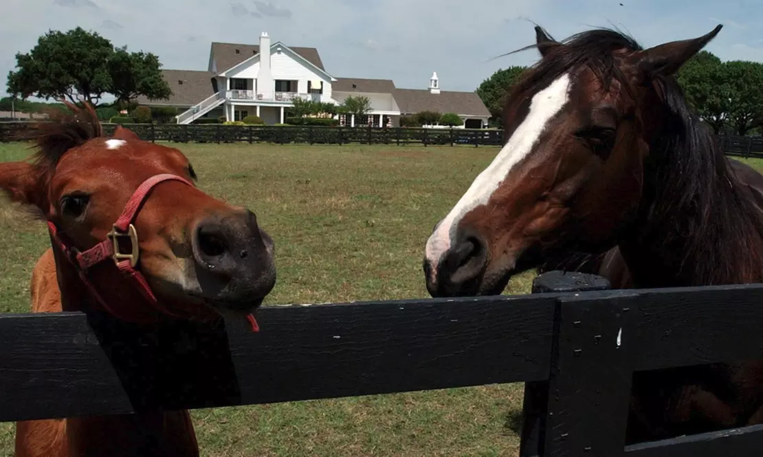 One-Hour Legendary Southfork Trail Ride for One, Two, or Four at Southfork Ranch  - Primary Image
