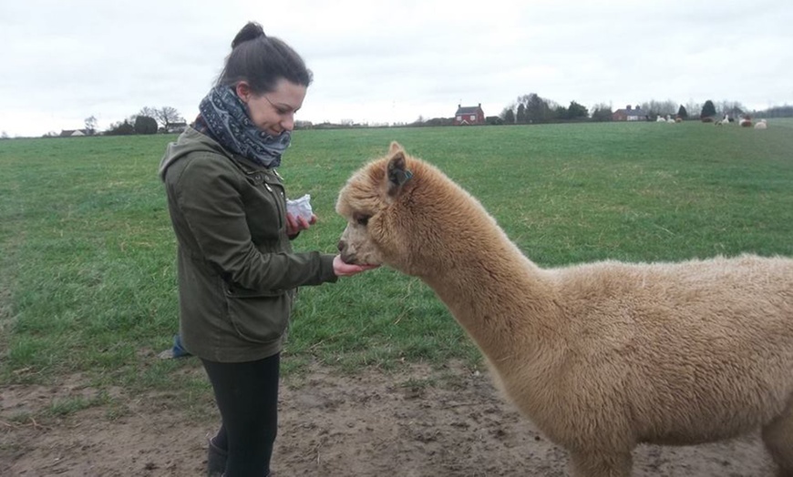 Image 2: Alpaca Walking Experience 