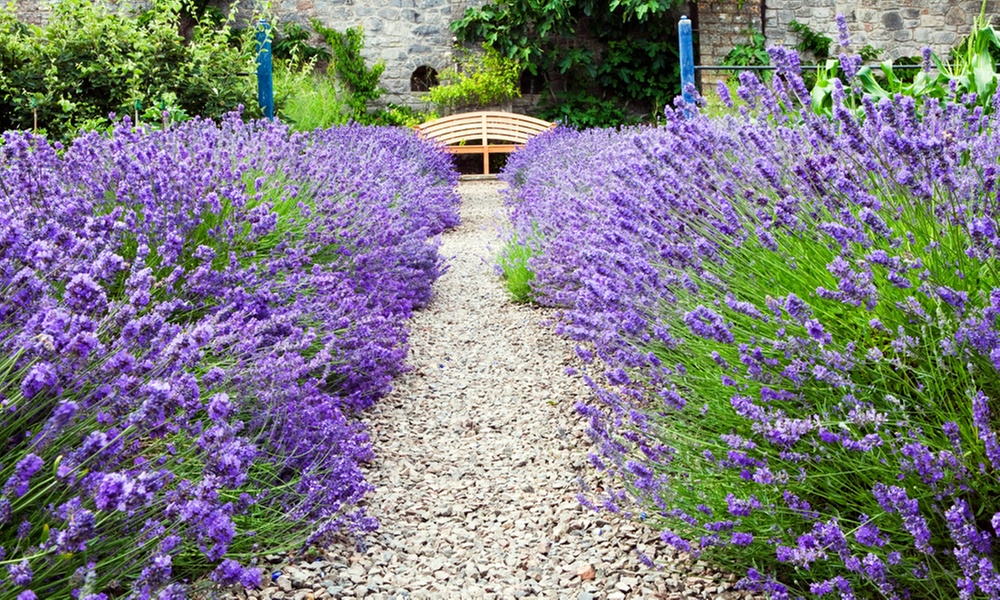 Fragrant English Lavender Hidcote & Munstead – Up to 288 Plants