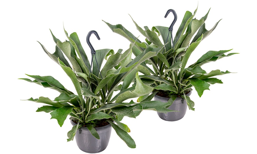 Image 1: 3L Potted Hanging Staghorn Fern