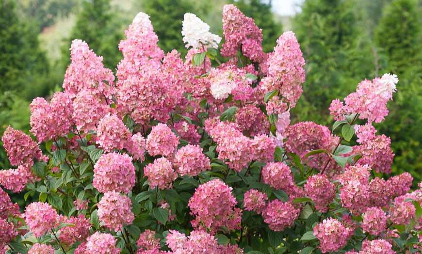 Image 3: Mix de 4 Flores Hortensia OH2