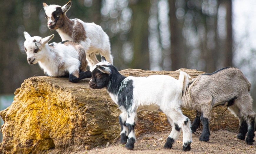 Image 7: Tagesticket Wildpark Müden