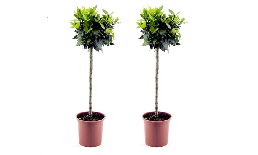 Image 2: Pair of Patio Bay Trees