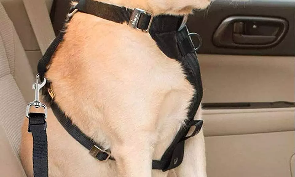 1x, 2x oder 3x Anschnallgurt für Haustiere