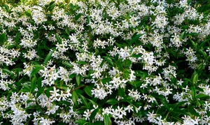 Scenting Jasmine Plants