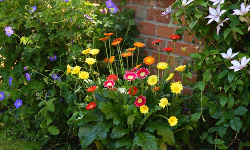 Image 9: Hardy Gerbera 'Cheeky' Potted Plants
