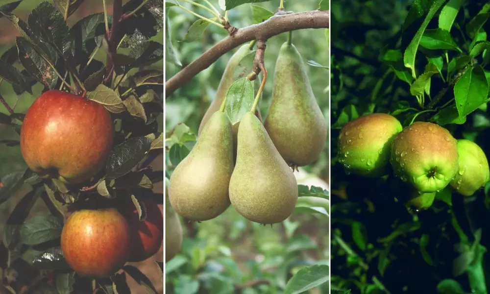 Orchard Fruit Tree Collection - Apple Braeburn, Golden Delicious and Pear Conference - Primary Image