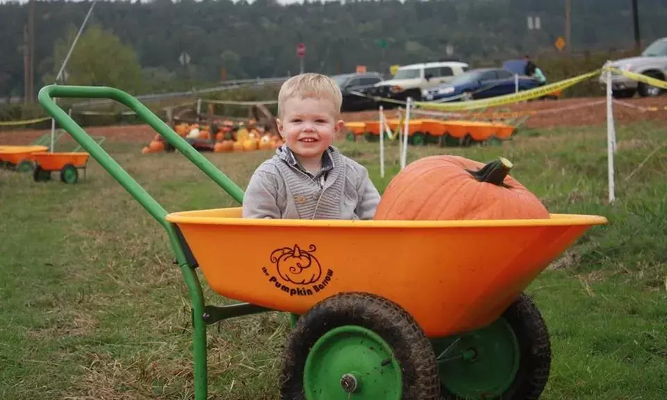 Enjoy a Late-Night Flashlight Adventure in Muddy Boots Pumpkins' Expansive Corn Maze, (Up to 92% Off) - Primary Image