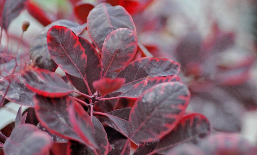 Image 2: One or Two Cotinus Coggygria Royal Purple Potted Plants