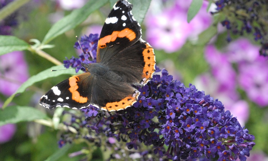 Image 1: One or Three Buddleja Butterfly Tower Plants