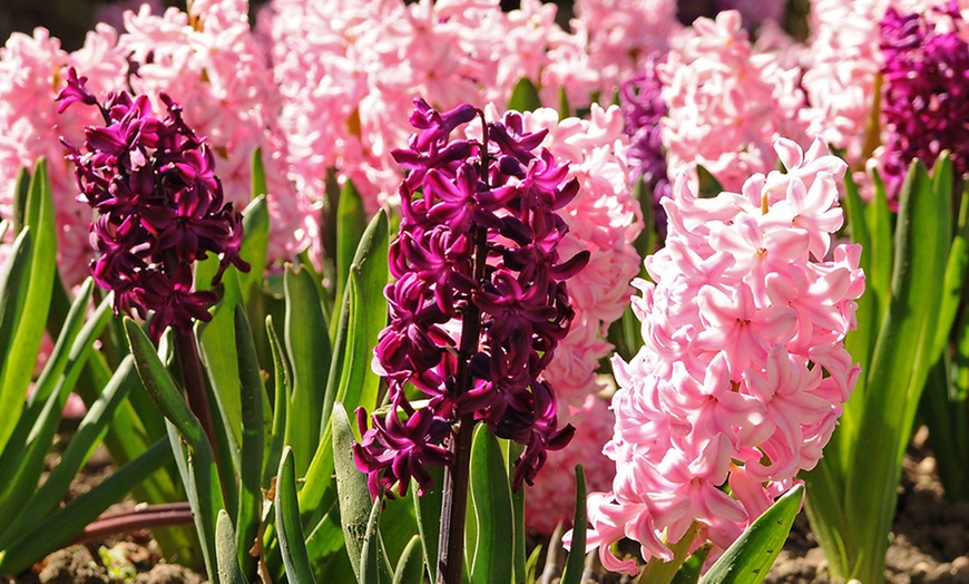 Image 4: Lot de 10, 15, 20, 25 ou 40 bulbes de jacinthe