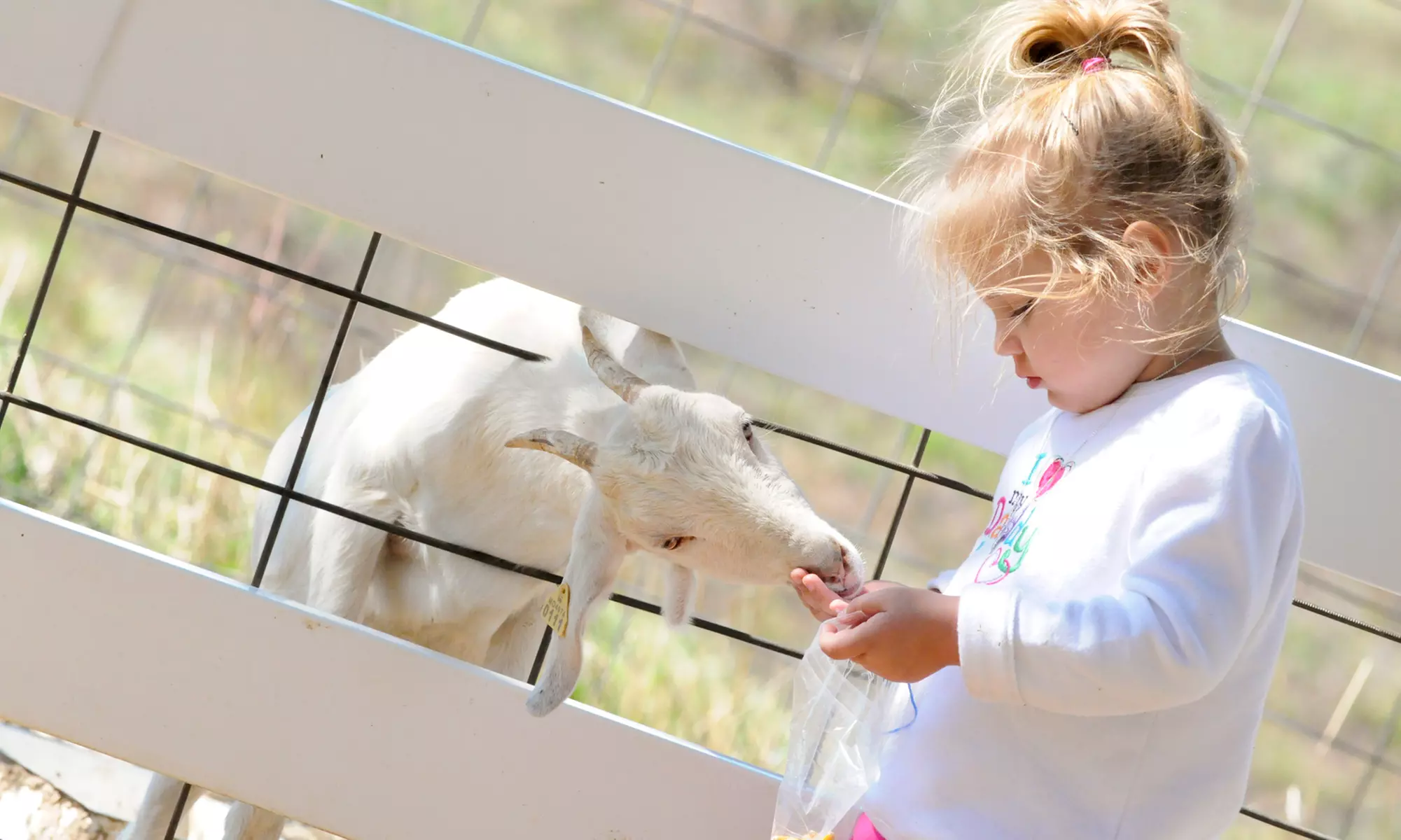 All-Farm Wagon Ride Pass for Two, Three, Four, or Eight at Perryville Pumpkin Farm (Up to 28% Off) - Primary Image