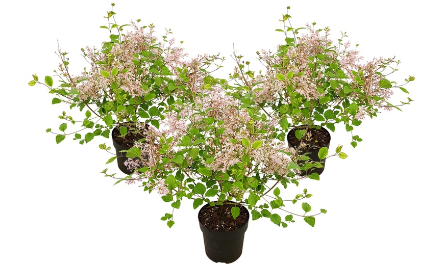 Image 7: Three Syringa Bloomerang Plants