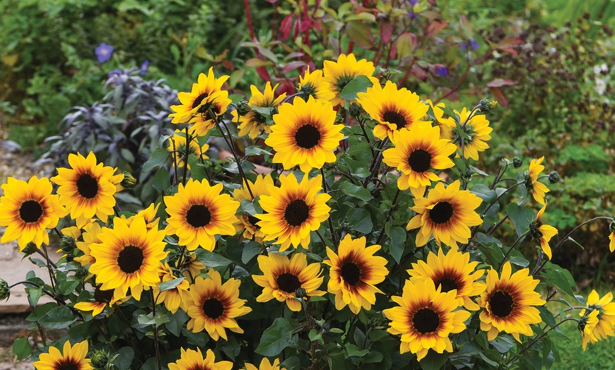 Image 3: Sunflower SunBelievable Plants