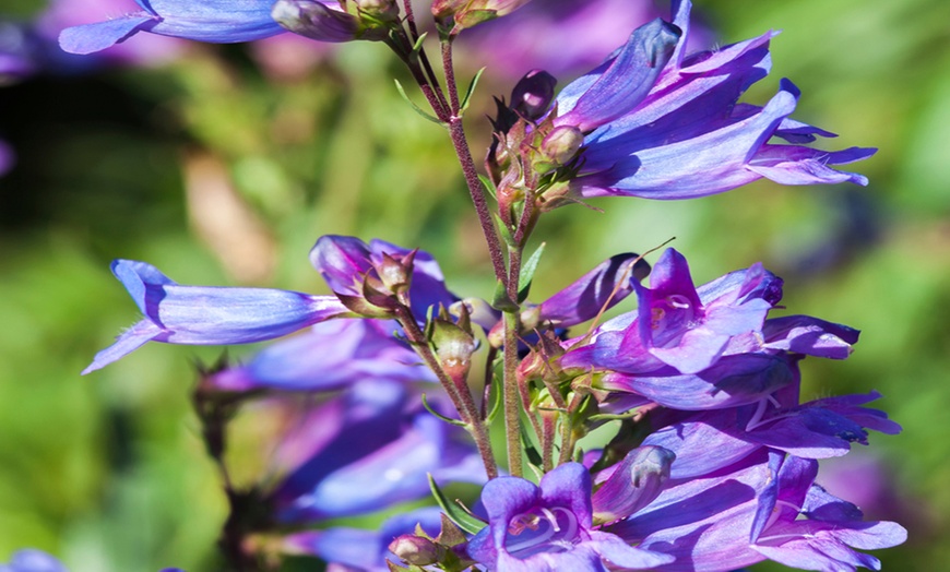 Image 6: Pretty Penstemon Mixed Collection – 6 or 9 Potted Plants