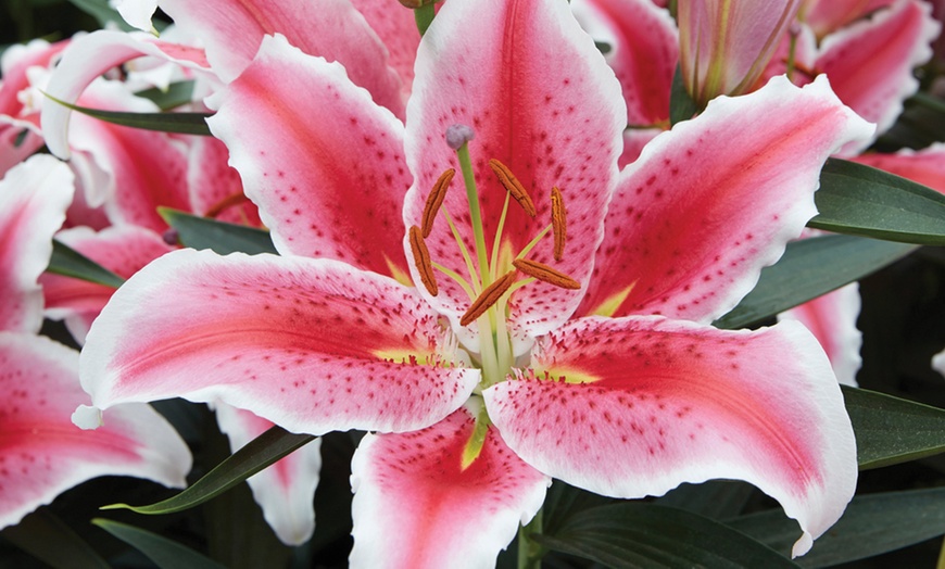 Image 2: Lily 'Giant Flowered Collection'