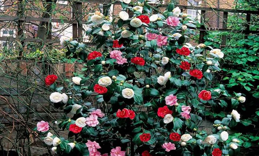 Image 4: Camelia Japonica Mixed Colours