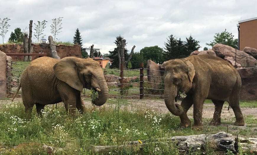 Image 3: Tagesticket Zoo Magdeburg