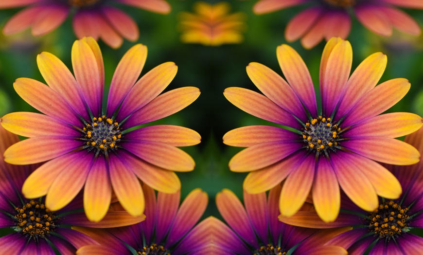 Image 8: One, Three or Six Osteospermum 'Purple Sun' Plants