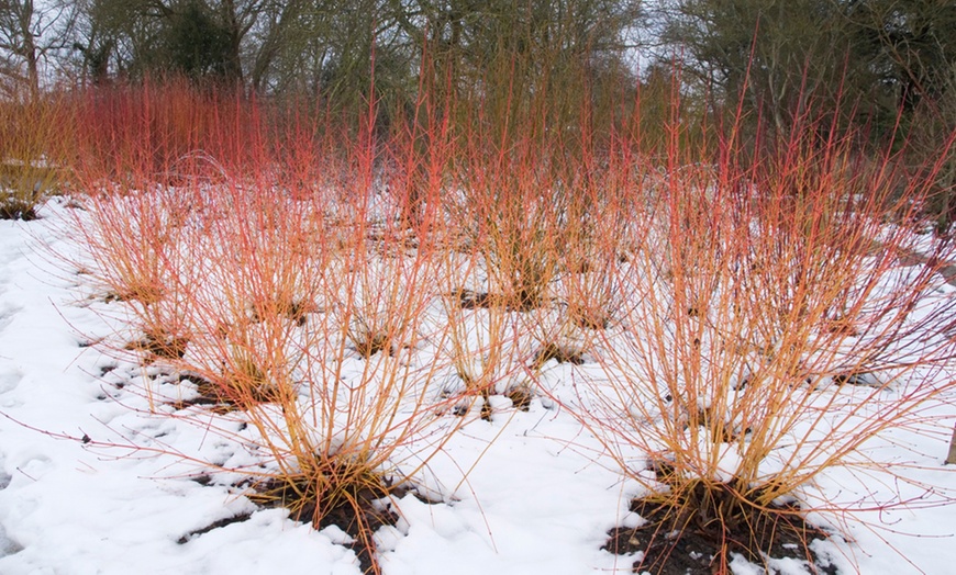 Image 2: Three or Nine Winter Interest Shrub Collection