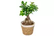 1x oder 2x Bonsai Ficus Ginseng optional mit Pflanztopf - Second Medium
