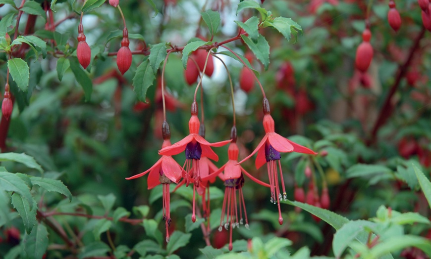 Image 2: Fuchsia Riccartonii Hardy Shrub - One or Three Plants