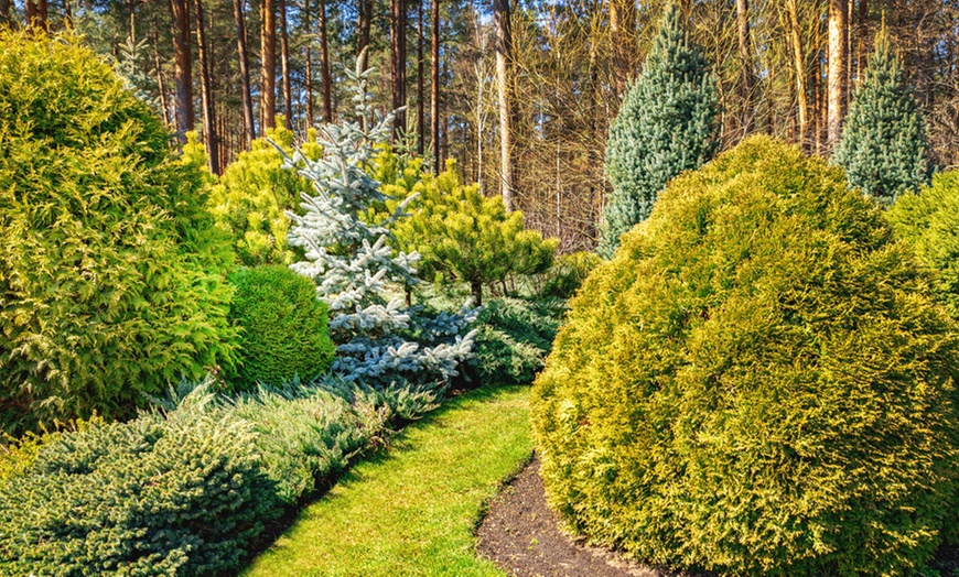 Image 1: Nurserymans Conifer Collection