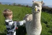 Up to 25% Off on Zoo - Petting at Greenhill Alpaca Trekking - Second Medium