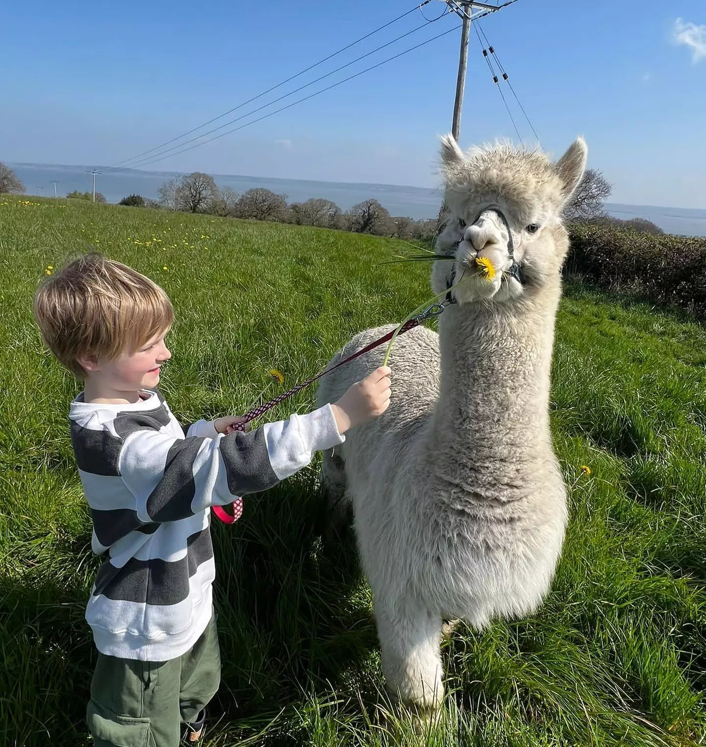 Up to 25% Off on Zoo - Petting at Greenhill Alpaca Trekking