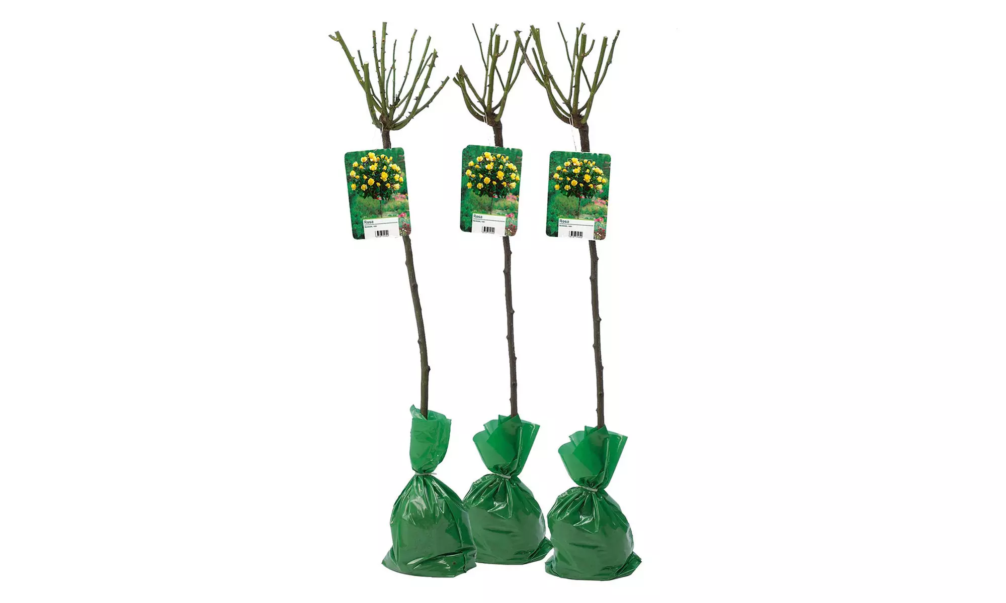 3er-Set Stamm-Rosen