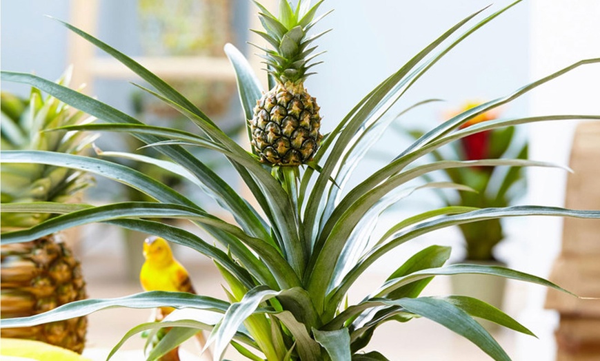 Image 5: Plante ananas "Mi Amigo"