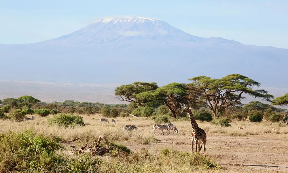 Kenya Safari with Optional Zanzibar Trip. Price is per Person, Based on Two Guests per Room. Buy One Voucher per Person. - Primary Image