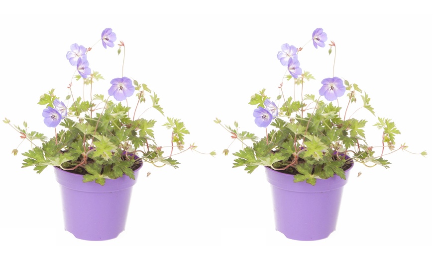 Image 5: Geranium Rozanne Plant in 2L Pot