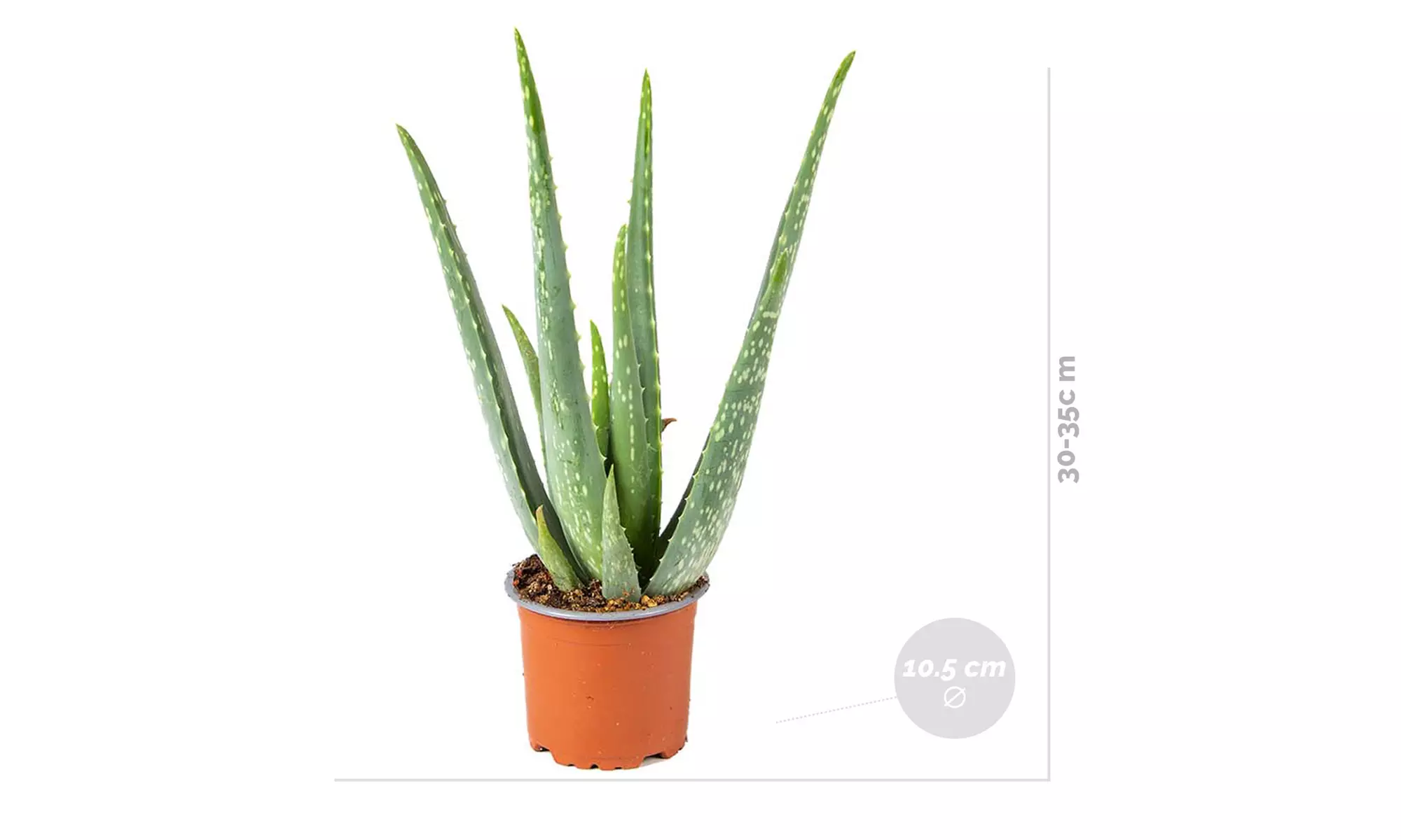 2er-Set Aloe Vera Pflanzen (Barbadensis) - Second Medium