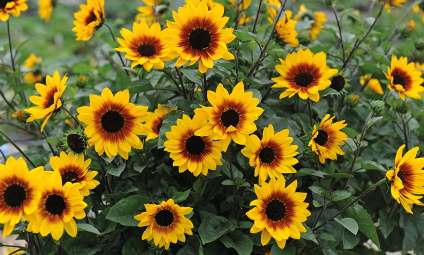 Image 2: One, Two or Three Helianthus Sunflower SunBelievable Plants